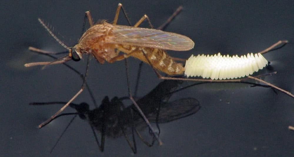 mosquito laying eggs
