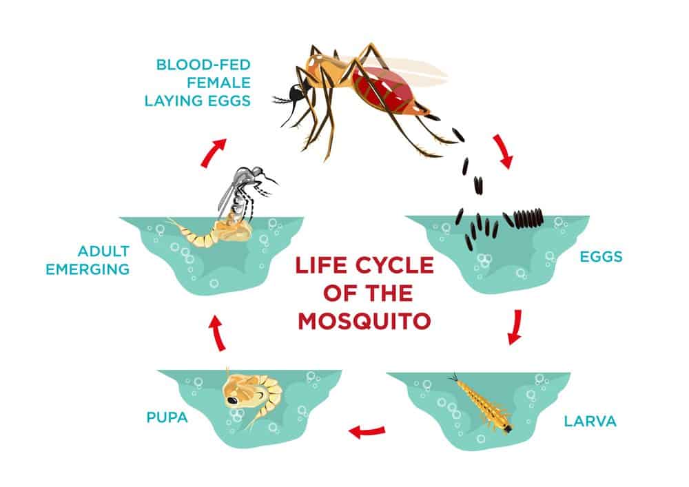 Mosquito Life Cycle: All Stages Explained