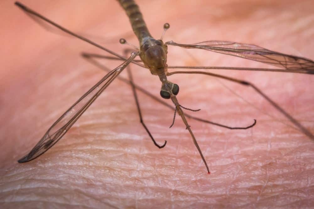 Swollen Mosquito Bites – What You Need To Know | PestSeek