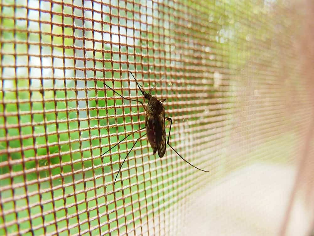 Best Mosquito Nets In 2020