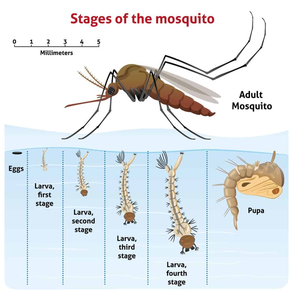 mosquito stages