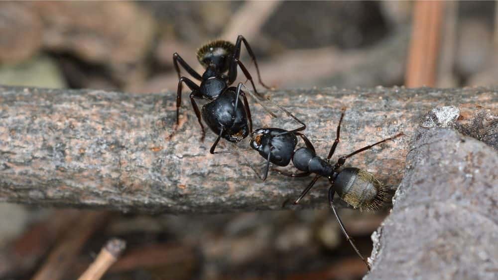 Carpenter Ants Vs Termites