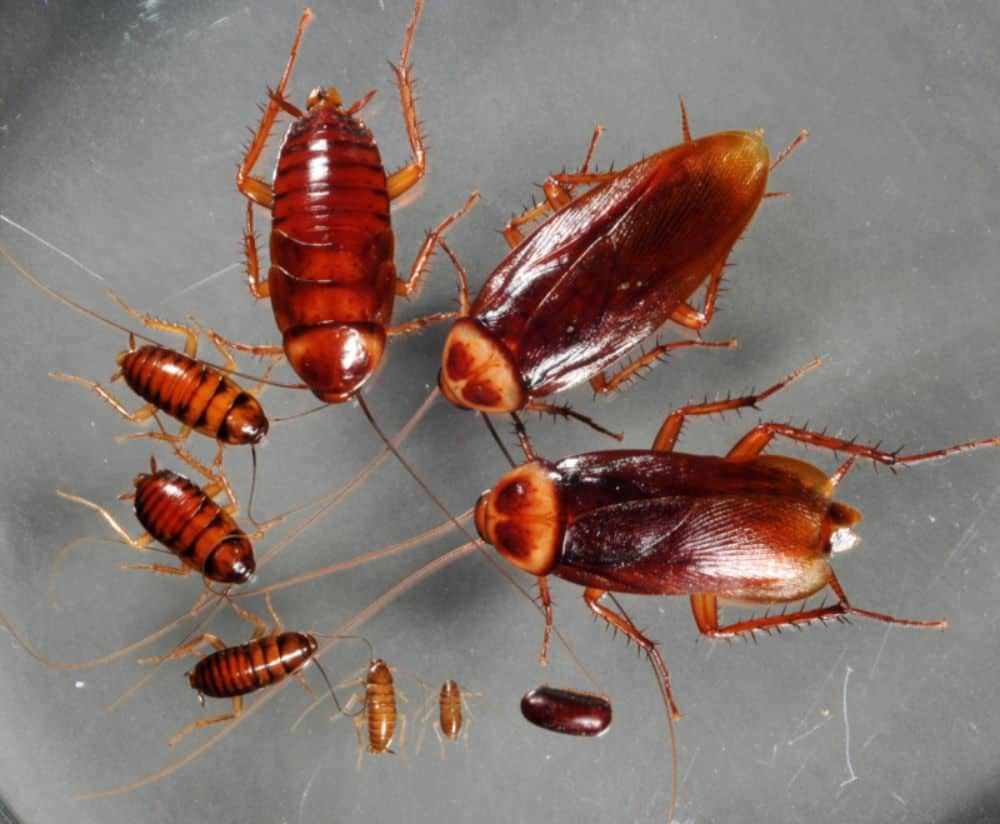 Cockroach's Life Cycle - Egg, Baby, and Adult Stages