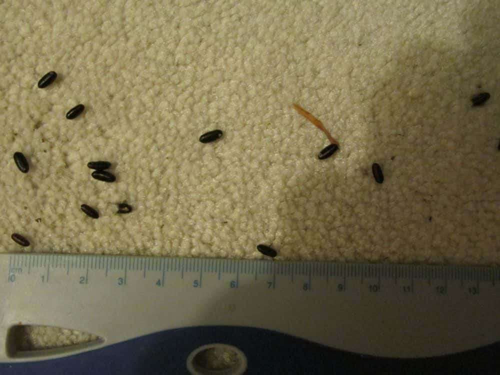 What Does Cockroach Poop Look Like?