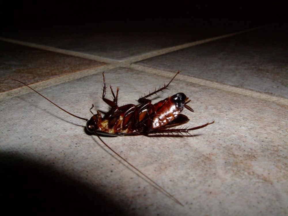 best cockroach killer