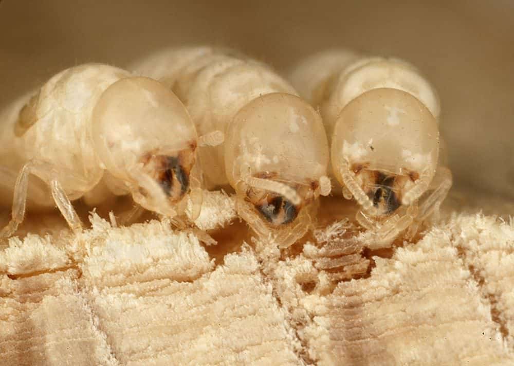 What Do Termites Eat?