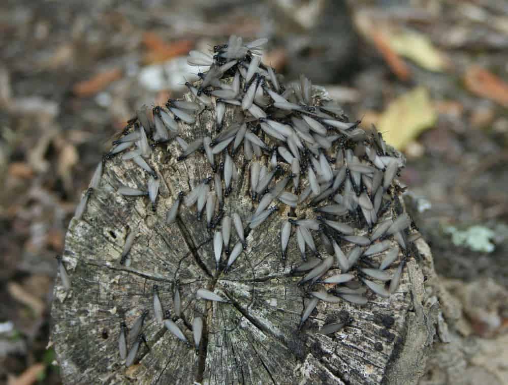 Termite Swarmers: Appearance, Behaviour & Treatment