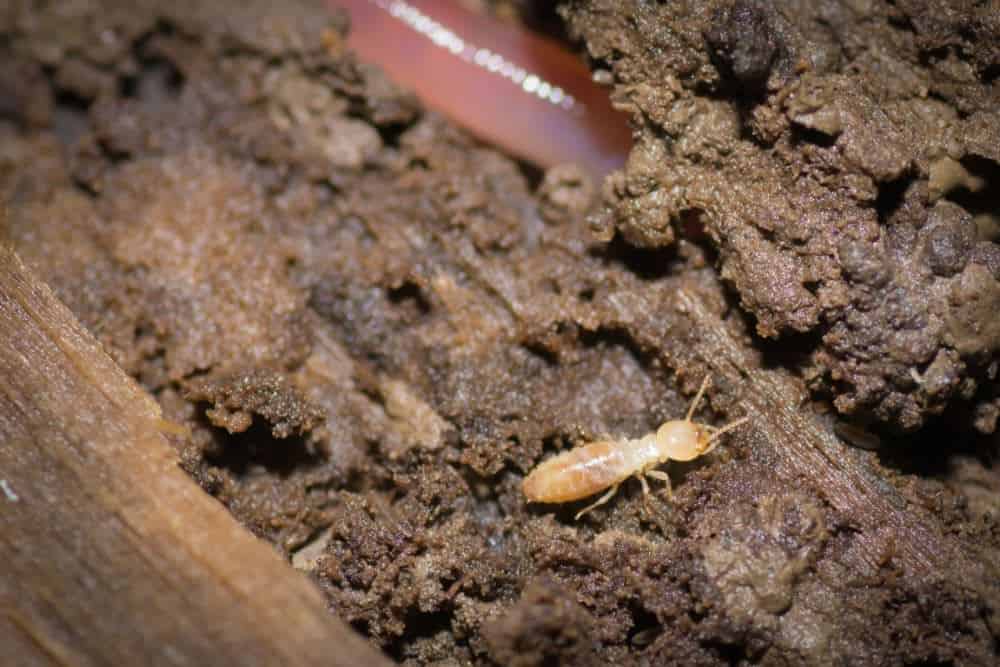 Where Do Termites Live?