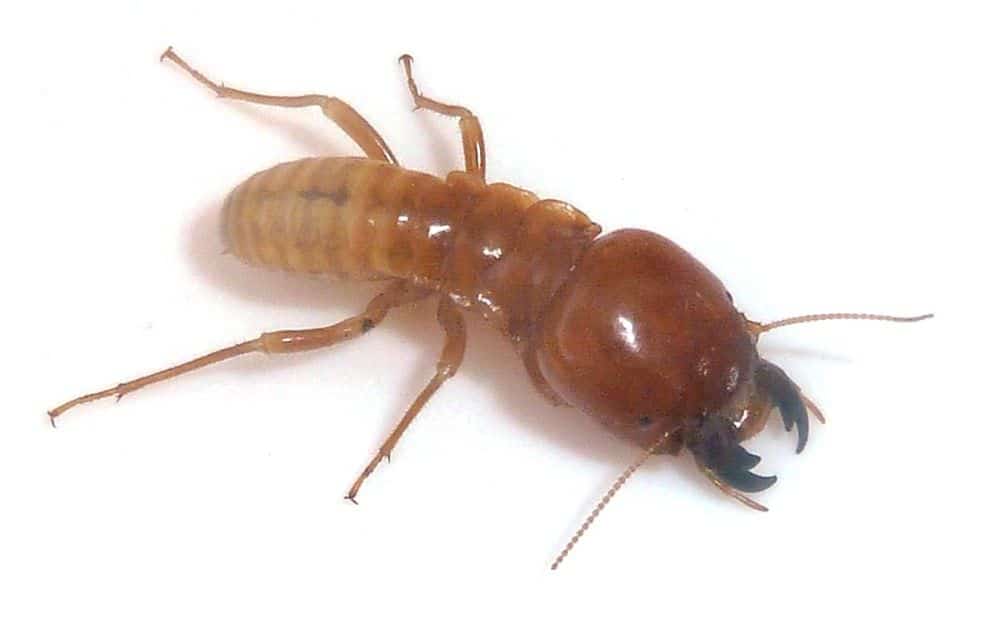 Do Termites Bite People?
