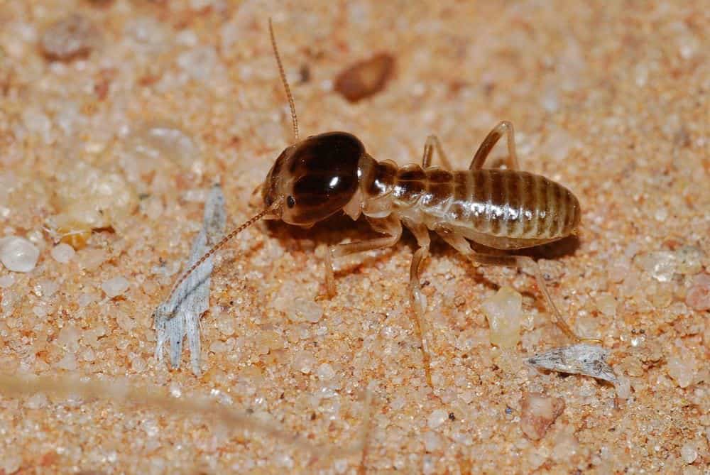 Worker termite
