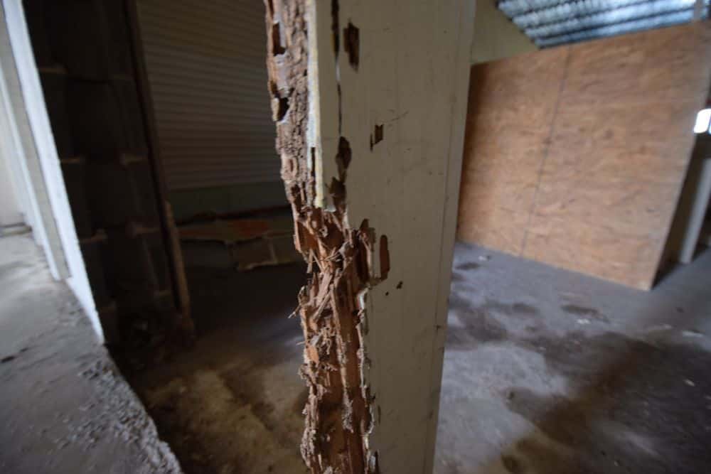 Termites In The House: Signs, Treatment & Prevention