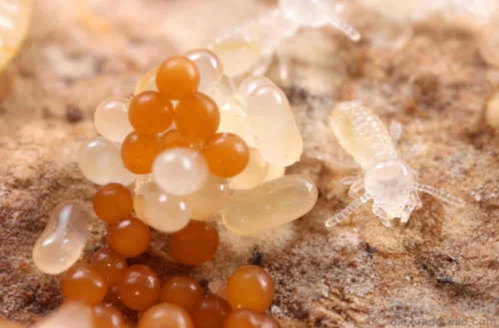 Termite Eggs: Appearance, Hiding Spots & Treatment