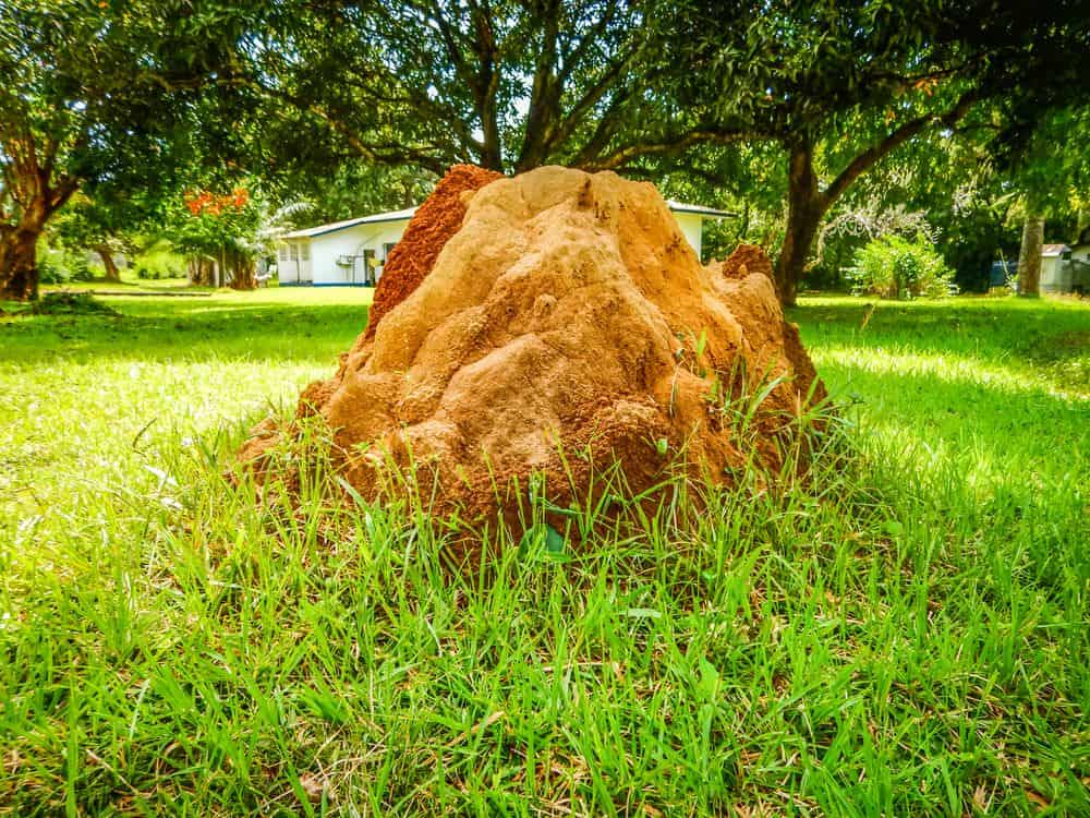 Termite Mounds: Common Characteristics