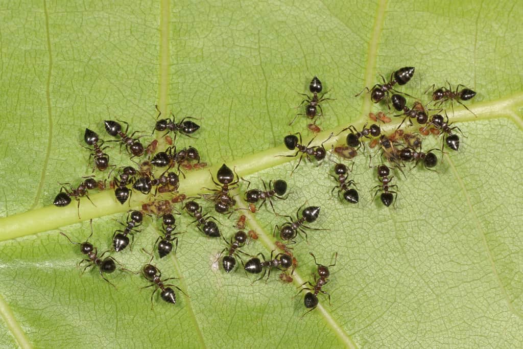 acrobat ants