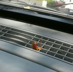 cockroach in car