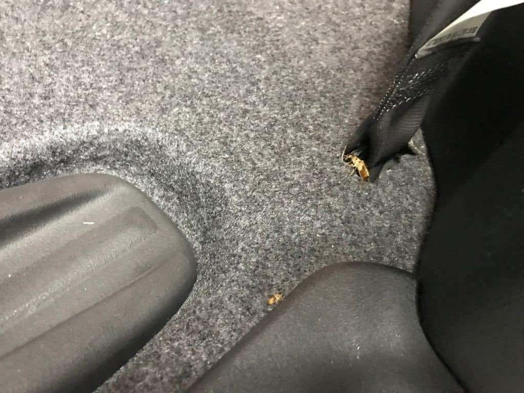roaches in car