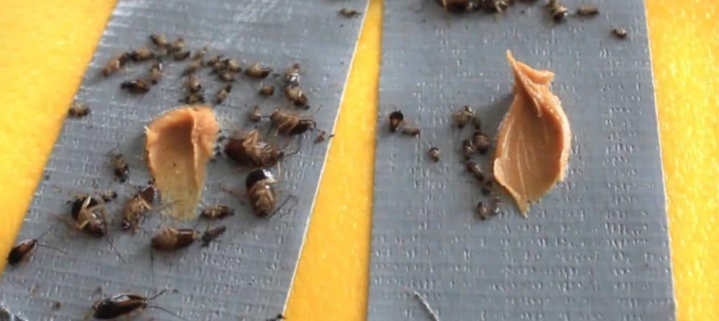 Sticky peanut butter roach trap