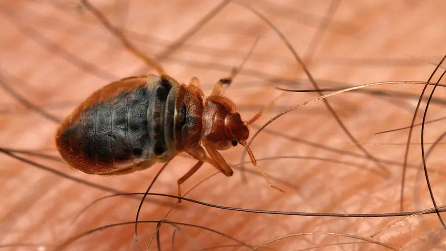 Do Bed Bugs Itch and Can You Feel Them Crawling on You? PestSeek