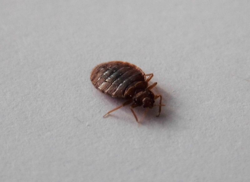 Dead Bed Bugs: What Does It Mean If You Find One?