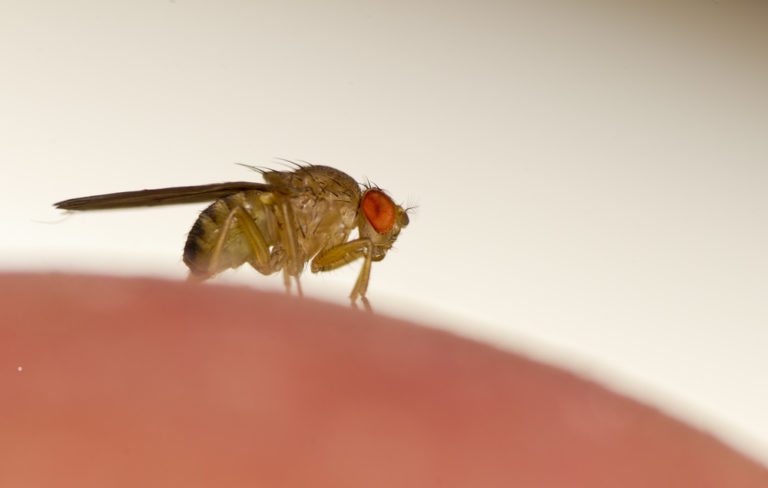 Fruit Fly Eggs: Appearance and Characteristics
